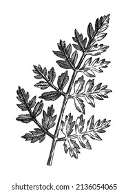 Fresh Chervil sketch. Hand-sketched leaf vegetable illustration. Healthy food  herbal plant. Vector drawing of raw cultivated French parsley. French cuisine ingredients fines herbs. 