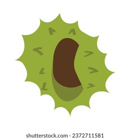 Fresh chestnut on white background