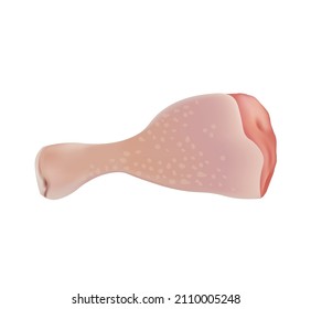 Fresh chicken leg. vector illustration
