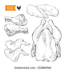 Fresh chicken meat. Top view. Isolated on a white vintage vector isolated sketch hand drown