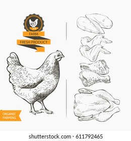 Fresh chicken meat. Top view. Isolated on a white vintage vector isolated sketch hand drown