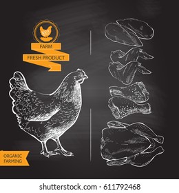 Fresh Chicken Meat. Top View. Isolated On A White Vintage Vector Isolated Sketch Hand Drown Chalk Drawing On The Blackboard