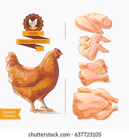 Fresh chicken meat. Top view. Isolated on a white vintage isolated sketch hand drown