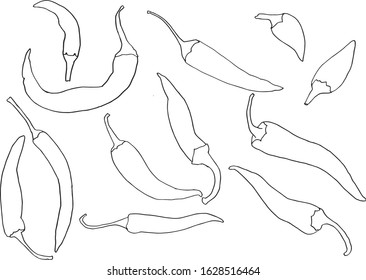 Fresh chilli pepper with hand drawing or sketch style. Simple line art. Sketch of vegetables isolated on white background. Doodle hand drawn vegetables.