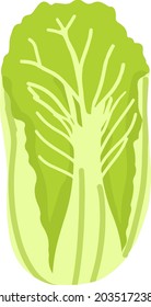 Fresh Chinese cabbage hand-drawn vector illustration. Vegatarian and diet cabbage. Fresh and organic food. Vegetarian ingredient for salad	