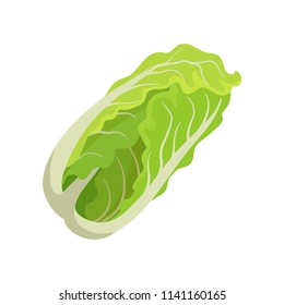 Fresh Chinese cabbage. Healthy food. Organic ingredient for vegetarian salad. Flat vector for promo poster of grocery store