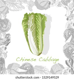 Fresh chinese cabbage illustration on a white background. Vector image.
