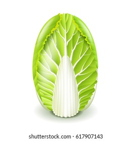 Fresh chinese cabbage isolated on white photo-realistic vector illustration