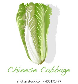 fresh chinese cabbage vector illustration