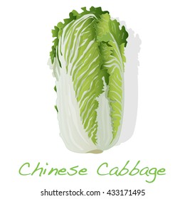 fresh chinese cabbage vector illustration