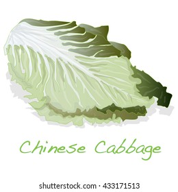 fresh chinese cabbage vector illustration