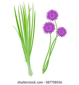 Fresh chives bunch and blossoms. Allium schoenoprasum. Vector illustration