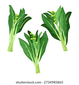 Fresh choy sum cabbage with green leaves and tender stems. Popular Asian leafy vegetable used in Chinese and Southeast Asian cuisine, healthy cooking, plantbased nutrition, and food design projects.