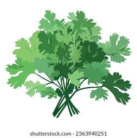 Fresh cilantro design over white
