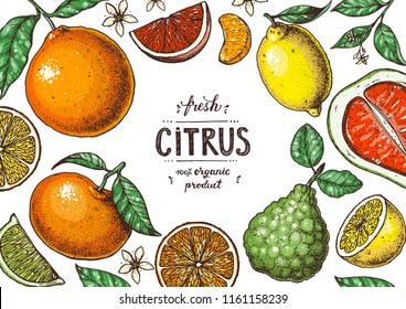 Fresh citrus collection. Hand drawn vector illustration. Organic food, citrus design template. Colored illustration.