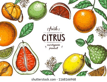 Fresh citrus frame. Hand drawn vector illustration. Organic food, citrus design template. Colored illustration. Citrus collection.