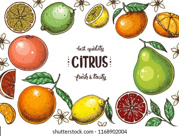 Fresh citrus frame. Hand drawn vector illustration. Organic food, citrus design template. Colored illustration. Citrus collection.