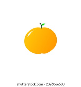fresh citrus fruit vector illustration