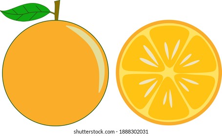 Fresh citrus fruit vector for your business