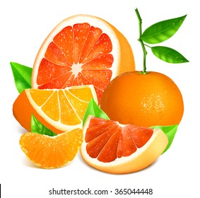 Fresh citrus fruits.  Fully editable handmade mesh. Vector illustration.