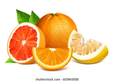 Fresh citrus fruits with leaves. Fully editable handmade mesh. Vector illustration of oranges, grapefruit and pomelo.