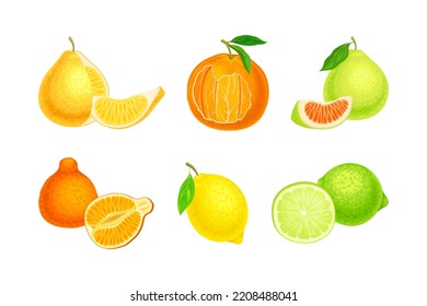 Fresh citrus fruits set. Lemon, citron, lime, clementine, lime, sweet orange cartoon vector illustration