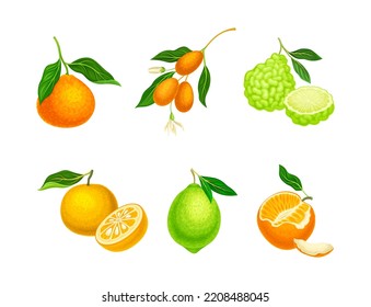 Fresh citrus fruits set. Tangerine, yuzu, lemon, lime, cartoon vector illustration