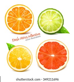 Fresh citrus fruits. Vector illustration.