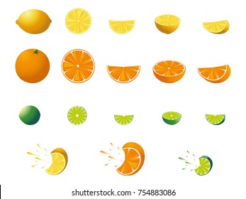 Fresh citrus fruits. Vector illustration.