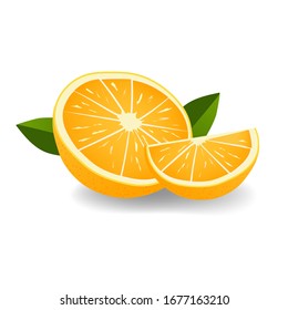 Fresh citrus fruits whole and halves. Oranges vector illustration. Orange fruit vector.