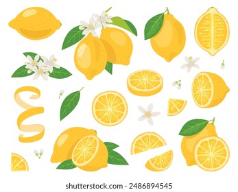 Fresh citrus fruits. Yellow juicy lemons, exotic natural product, sour taste, whole, cut, on twigs, zest and peel, flowers with leaves, lemonade ingredient, vector cartoon flat isolated set