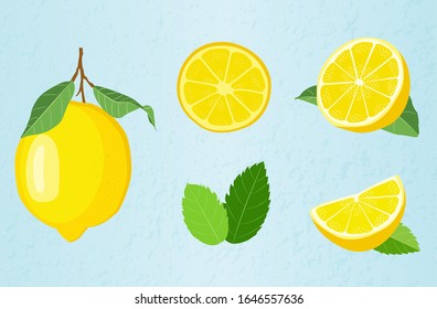 Fresh citrus lemon frits vector illustration. Set of whole, cut in half, sliced on pieces fresh lemons, leaves. Vector lemon elements for lemonade, juice, packaging design.  