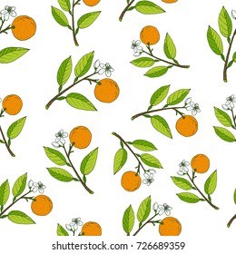 Fresh citrus seamless pattern. Vector illustration for web