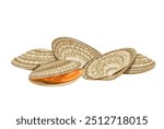 Fresh  clam  isolated on white background.Vector eps 10.