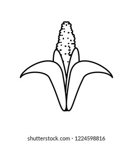 fresh cob isolated icon