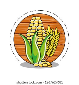 fresh cob with spike isolated icon