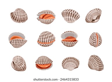 Fresh cockles on a white background.  Vector eps 10. perfect for wallpaper or design elements