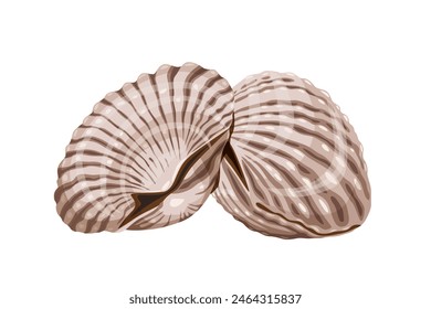 Fresh cockles on a white background.  Vector eps 10. perfect for wallpaper or design elements