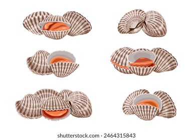 Fresh cockles on a white background.  Vector eps 10. perfect for wallpaper or design elements