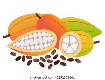 Fresh Cocoa Fruits and Beans, Cacao Beans, Cocoa Pod. Vector Illustration Isolated on White Background.