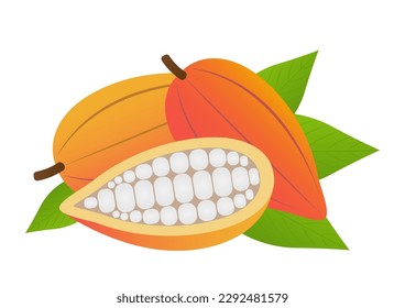 Fresh Cocoa Fruits, Cacao Beans, Cocoa Pod. Vector Illustration Isolated on White Background.