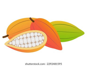 Fresh Cocoa Fruits, Cacao Beans, Cocoa Pod. Vector Illustration Isolated on White Background.