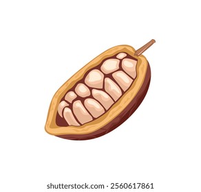 Fresh cocoa pod with beans isolated on white background. Vector cartoon flat illustration.