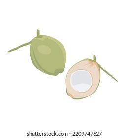 Fresh coconut fruit vector icon