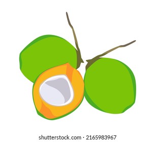 fresh coconut shape icon or symbol design