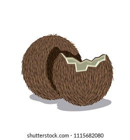 fresh coconut tropical fruit