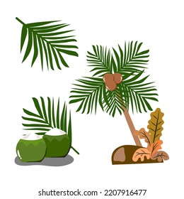 Fresh Coconut, Fresh Tropical Fruit Coconut, coconut tree, coconut leaf, palm, vector