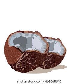 Fresh Coconut Vector isolated. Hand drawn watercolor on white background. Vector illustration of fruit coconut
