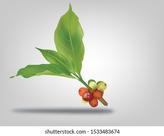 Fresh coffee beans on branch with white background 