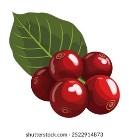 Ilustração de vetor de cereja de café fresca